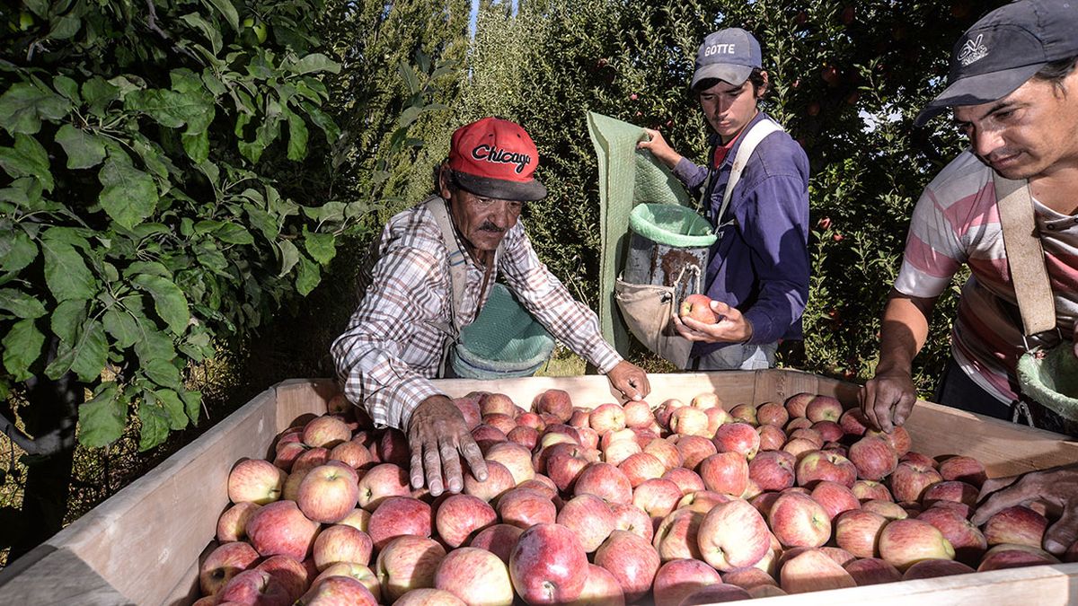 Prorrogan La Ley De Emergencia Para Fruticultores