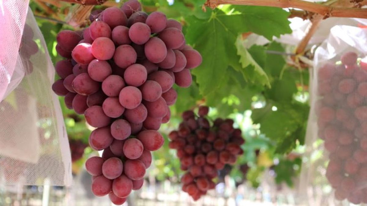 Producción de uvas de mesa crece por cuarto año consecutivo