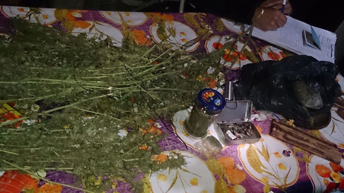 Secuestraron Plantas De Marihuana En La Toma De Mayo