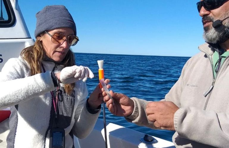 Avistaje De Ballenas En Chubut Sumar N Salidas Para Ver Una Especie