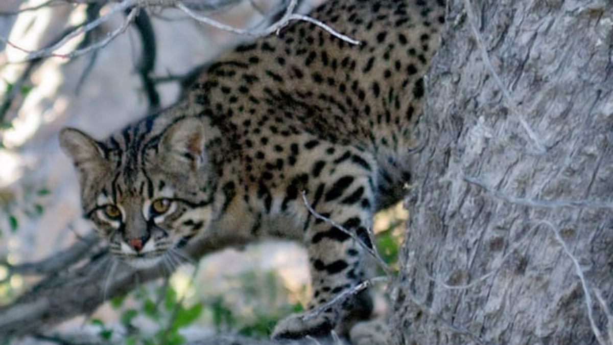 El magnífico registro de un gato montés en el Parque Nacional Lanín