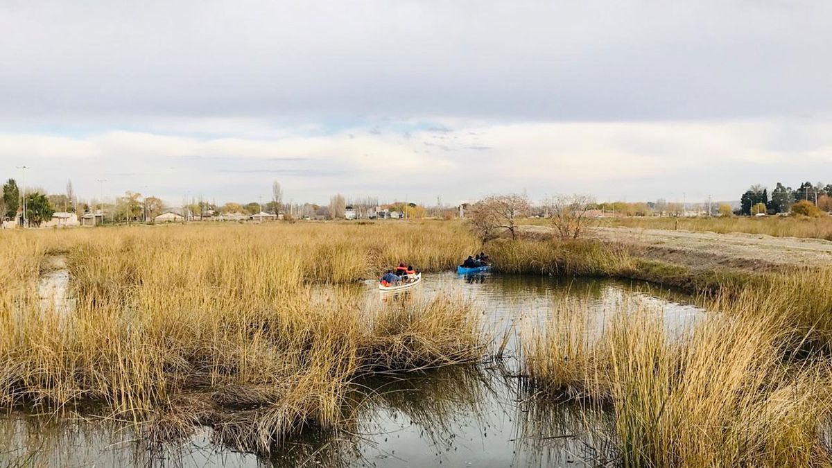 Desde el Ártico a la Laguna San Lorenzo la nueva especie que embellece