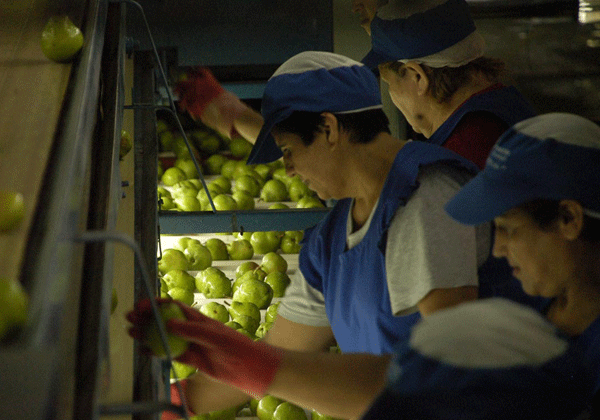 Noviembre no fue el mejor mes para la exportación. Hay menos fruta disponible.