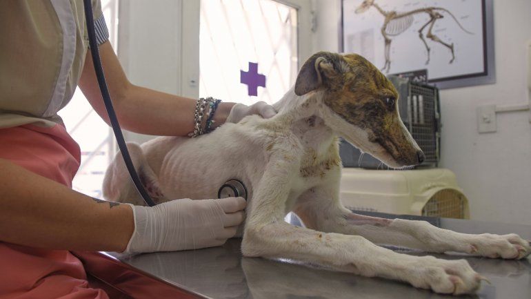 El proyecto de crear un hospital público veterinario contempla guardias las 24 horas y la creación de una Dirección de Salud Animal que se ocupe de las campañas de esterilización y adopción.