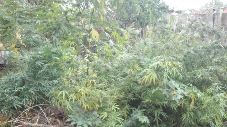 Así se encontraba el predio previo al secuestro de las plantas.