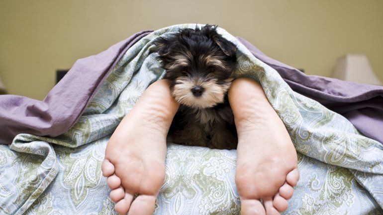 Image result for Estudio revela que las mujeres duermen mejor al lado de un perro que de un hombre
