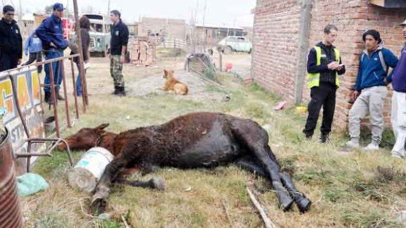 Foto archivo. Un caballo fue rescatado de un pozo ciego en barrio La Esperanza de Plottier.