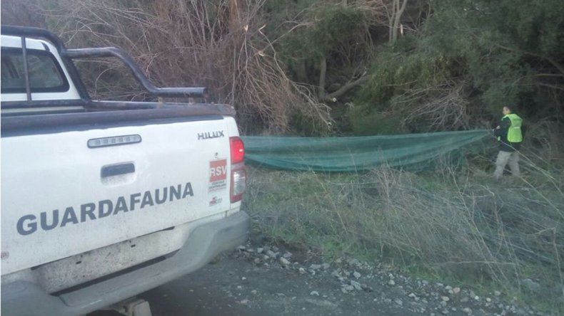 Personal de Guardafaunas capturó al pudú y lo liberó en el Parque Nacional Lanín.