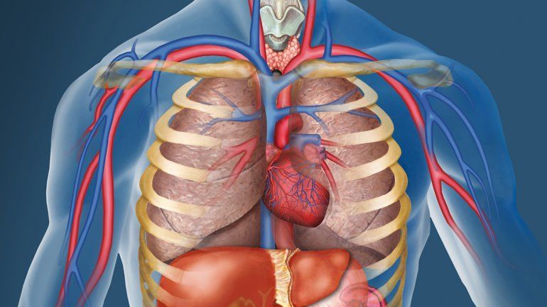 que organo tenemos al lado derecho del cuerpo
