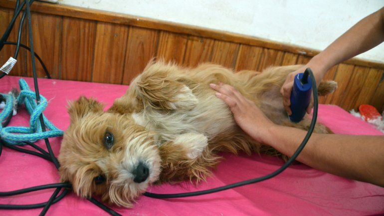 María Inés López se muestra con las mascotas que tiene bajo su cuidado en su propia casa.