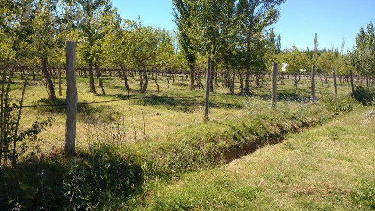 Una de las hipótesis es que los animales fueron envenenados por los pesticidas de las chacras lindantes.
