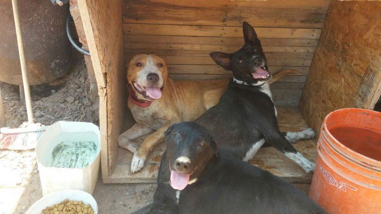 Así están hoy mientras esperan ser adoptados.