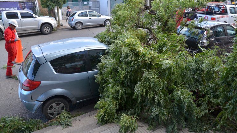 Defensa Civil llegó al lugar para cortar otro árbol que también podría ser derribado por el viento.