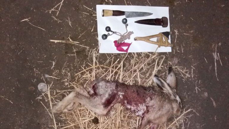 Los jóvenes tenían dos liebres muertas y elementos de caza.