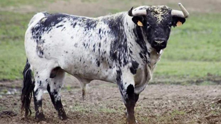 <p>Botijero, el toro que acabó con la vida del joven.</p>