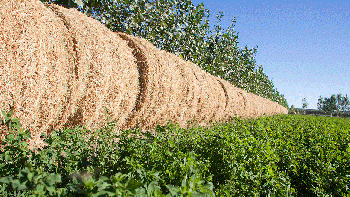 comarca petrolera: un giro ganadero en unas 100 hectareas comarca petrolera: un giro ganadero en unas 100 hectareas