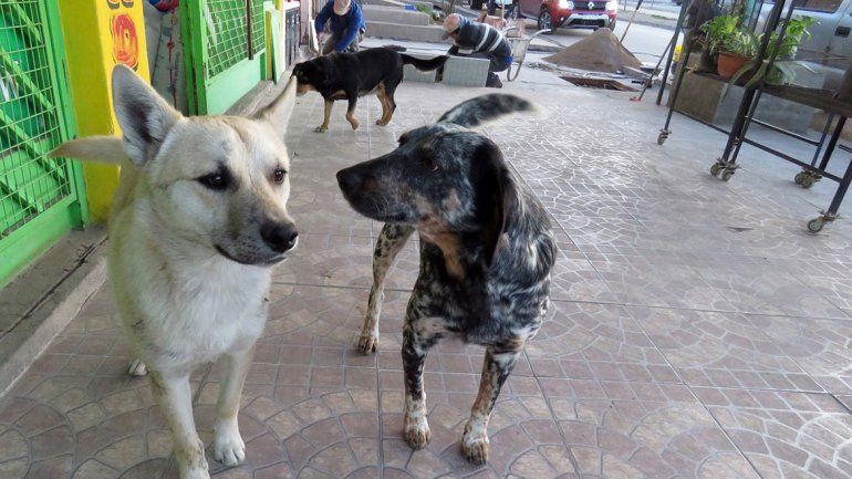 Se rescatan cinco perros perdidos por día en la ciudad