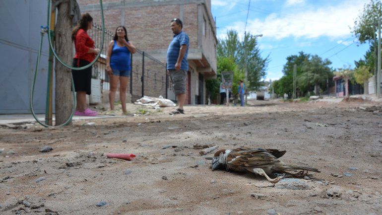 Un pájaro muerto en Villa Ceferino captado por LM Neuquén.