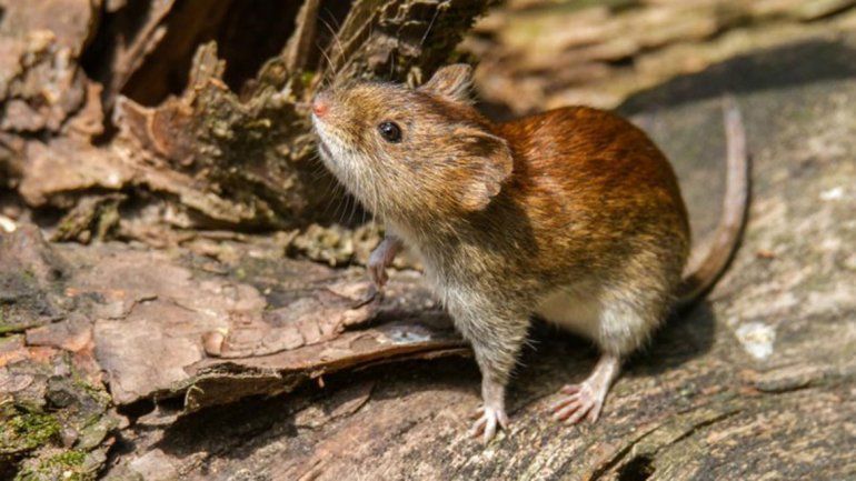 En total se detectaron 52 casos de hantavirus en 23 años. Desde salud advierten sobre los cuidados.