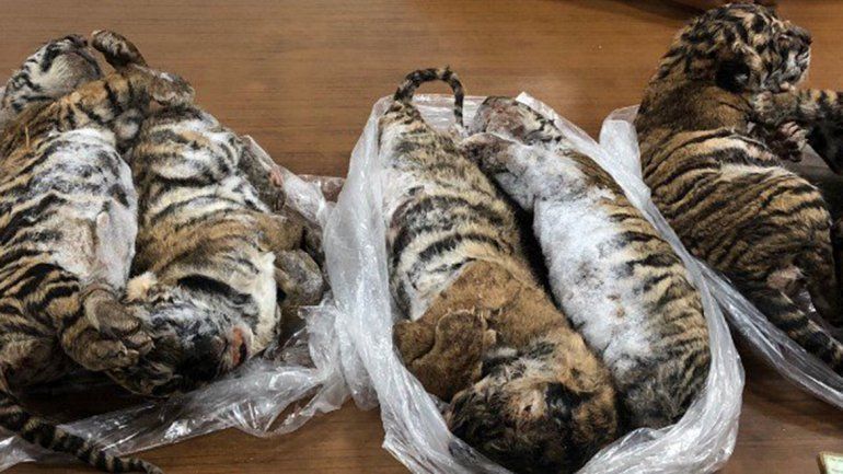 He carried seven frozen tigers inside the car