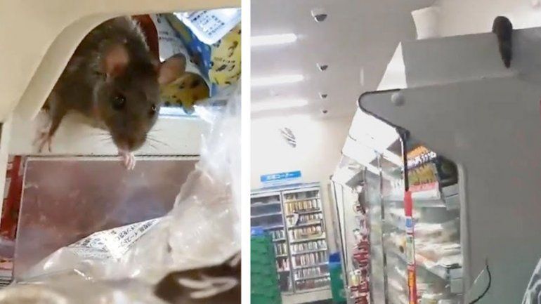 Japan: rats invading a supermarket