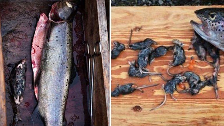 Las fotos que se hicieron virales no pertenecen a la zona andina patagónica y no son actuales.