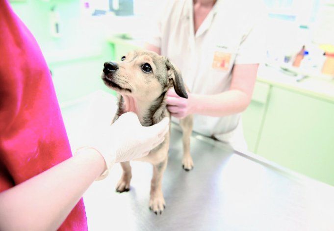 Las mascotas también deben hacer cuarentena.