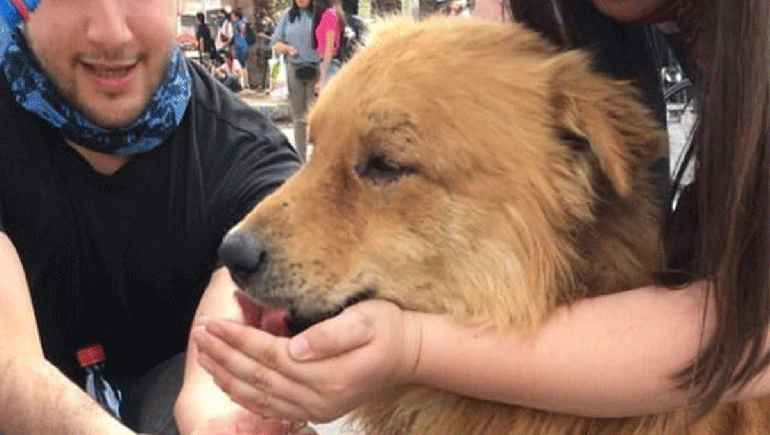 abdomen Cría Risa La historia de Rucio Capucha, el perro callejero que encabezó las  manifestaciones en Chile