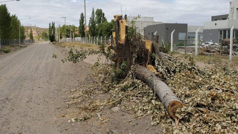 Denuncia por tala de árboles