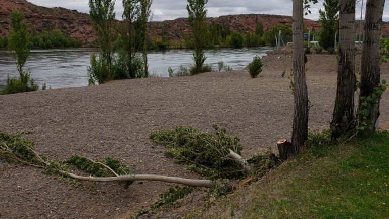 tala de árboles a la vera del río limay