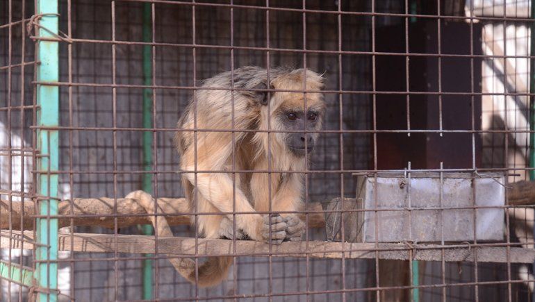 Animales del Refugio Luan fueron trasladados por la Provincia.