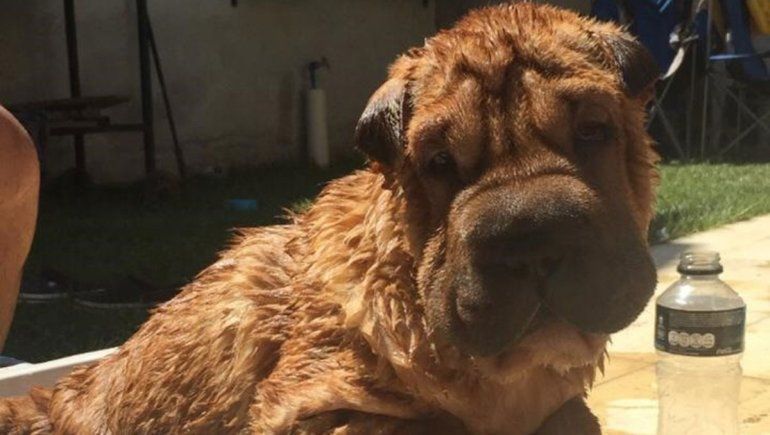 Román, el Shar Pei que tenía solo cuatro meses. 
