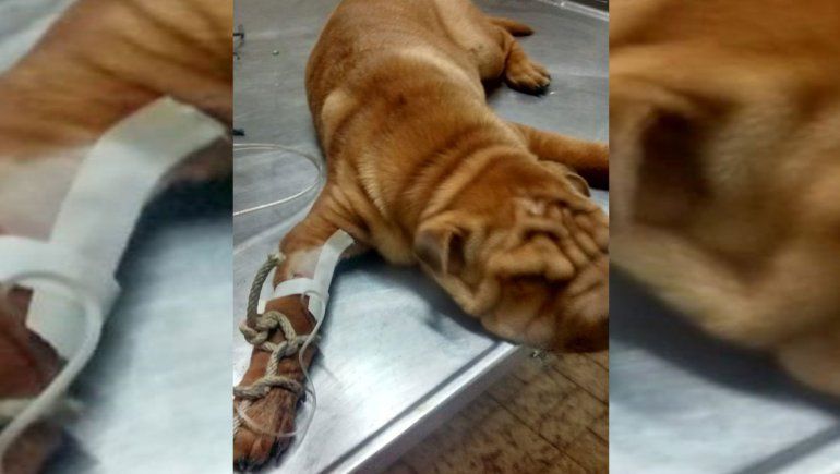 Román, el perro murió en la veterinaria.