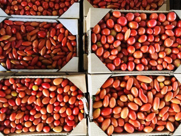 Los principales productores de la Patagonia comercializan sus frutas y verduras en el Mercado Concentrador.