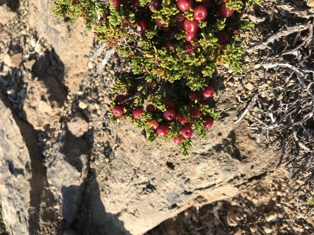 Murtillas, arbusto típico de la zona sudoeste de Argentina, sobre el cerro mocho nace esta rica fruta