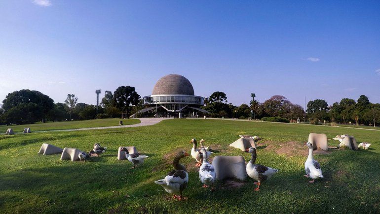 Los patos disfrutan del verde en el Planetario de Buenos Aires.