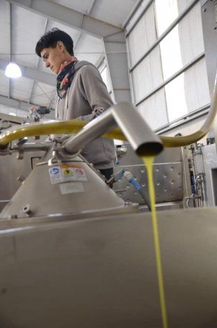 Vale Kuratsu filtrando la cosecha 2019