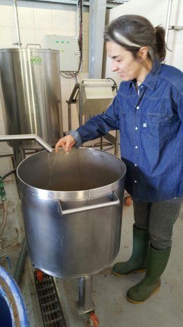 Romi Alessi observando la calidad del aceite en la cosecha 2019