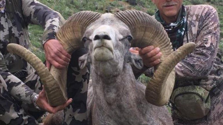 El Argali es una especie que habita en las montañas del su de Asia