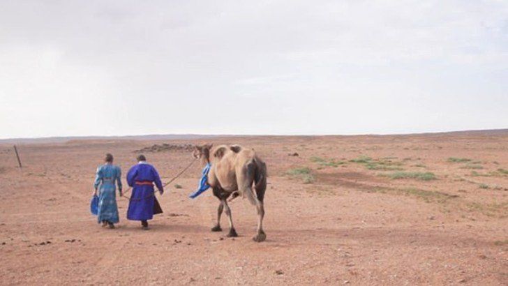 En China historia de un camello se hace viral