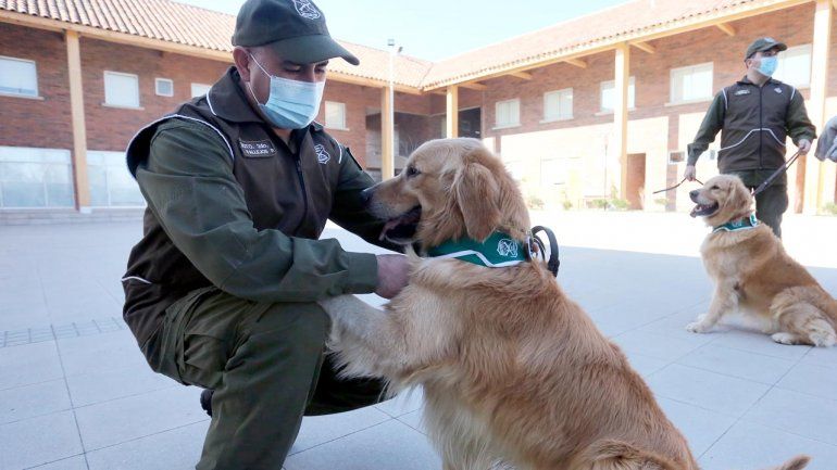 Perros se suman a la lucha el coronavirus en Chile.