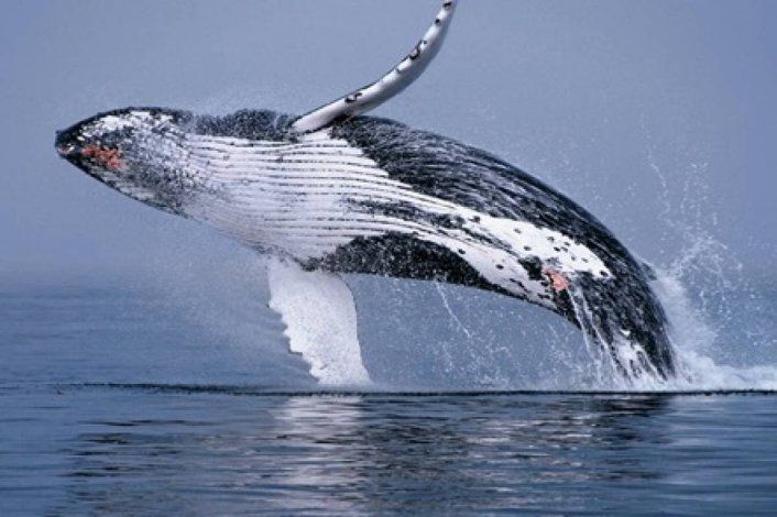 La población de ballenas jorobadas llega a 25.000 ejemplares