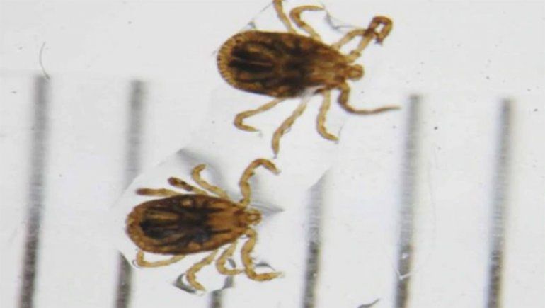 Las garrapatas transmiten el virus a los humanos.
