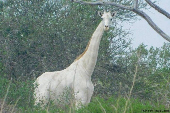Fotografían a la última jirafa blanca que queda en la Tierra Fotografían a la última jirafa blanca que queda en la Tierra