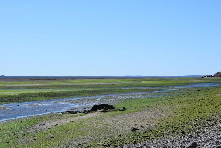 Una llanura verde es el nuevo paisaje en bajamar.