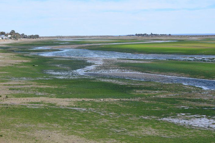 Caminar acá es como hacerlo en una alfombra mullida y mojada.