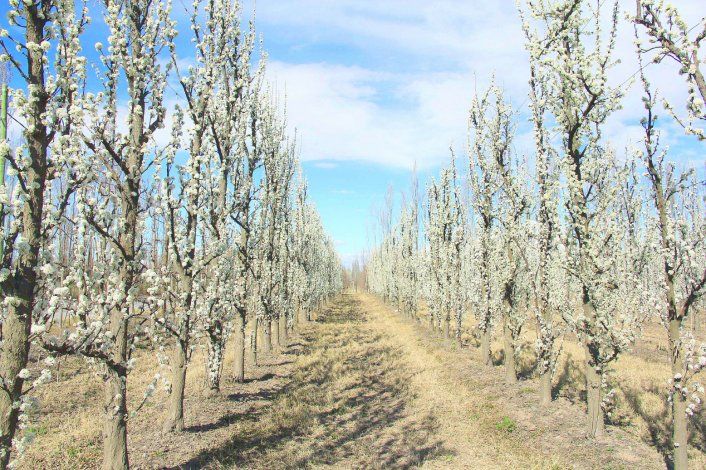 La floración inicia la cuenta regresiva para la próxima cosecha.