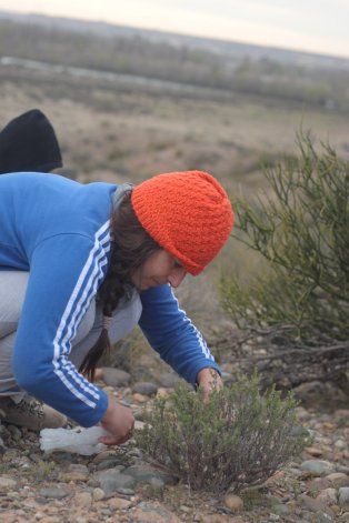 Luciana recolectando jarilla para sus productos.