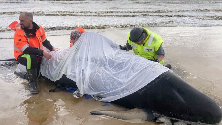La mayoría de las ballenas varadas en Australia no pudieron ser rescatadas.