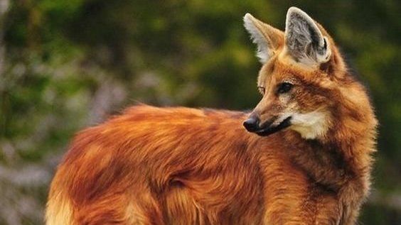 El aguará guazú está protegido porque corre peligro de extinción.